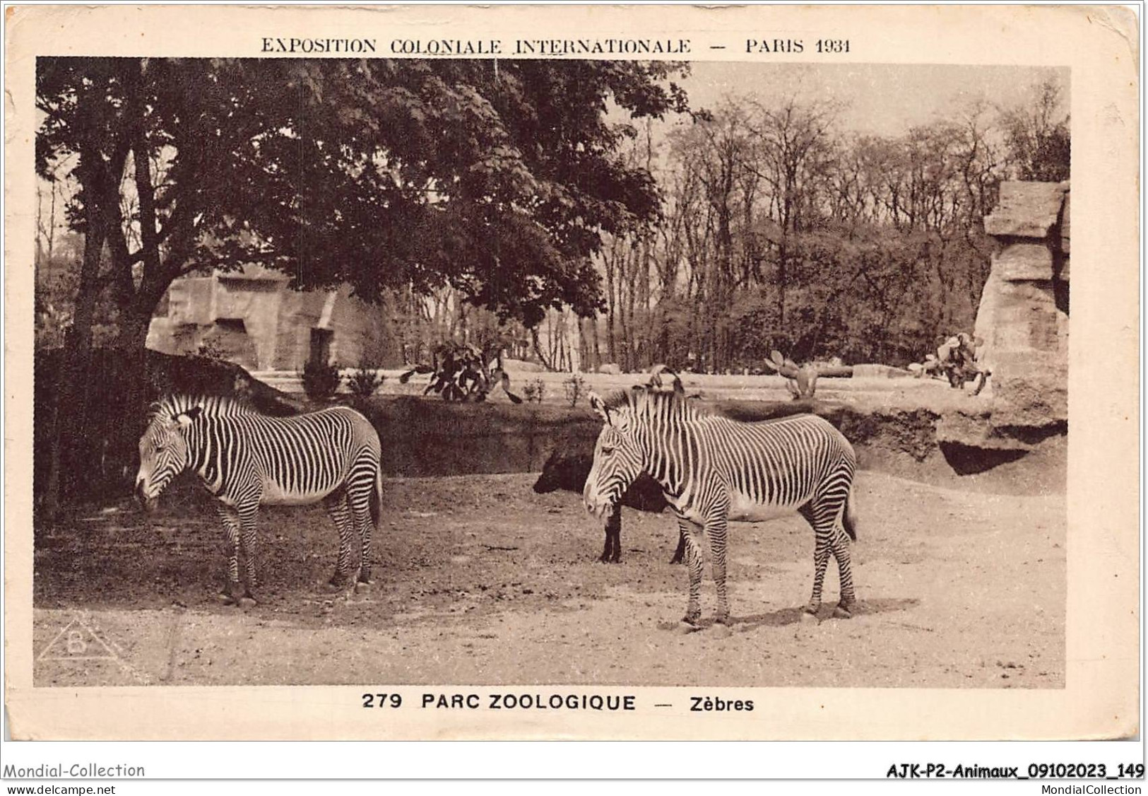 AJKP2-0188 - ANIMAUX - PARC ZOOLOGIQUE - ZEBRES  - Zèbres