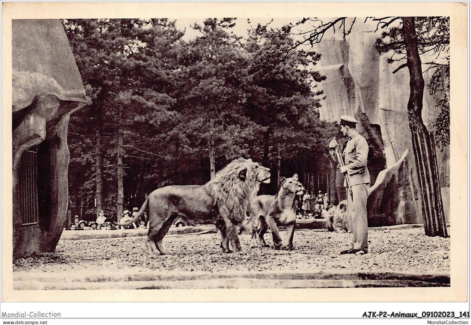 AJKP2-0184 - ANIMAUX - JARDIN ZOOLOGIQUE DE VINCENNES - LION ET LIONNE AU TRAVAIL  - Leones