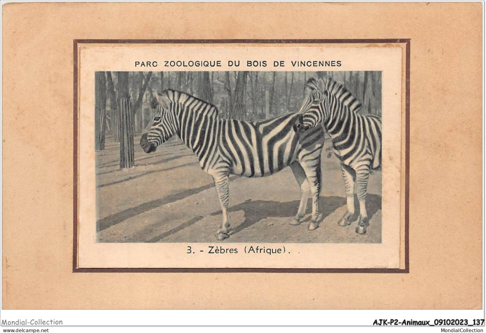 AJKP2-0182 - ANIMAUX - PARC ZOOLOGIQUE DU BOIS DE VINCENNES - ZEBRES - AFRIQUE  - Zebre