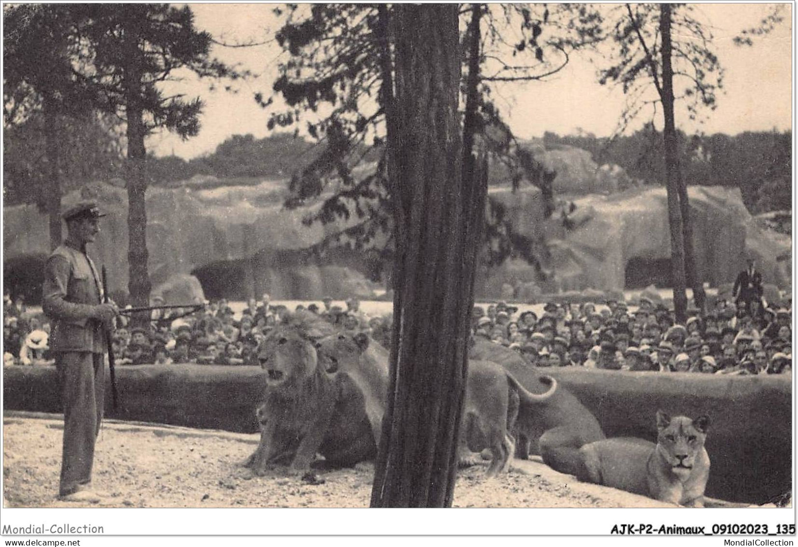 AJKP2-0181 - ANIMAUX - LE TRAVAIL DES LIONS SUR LEUR PLATEAU  - Leoni