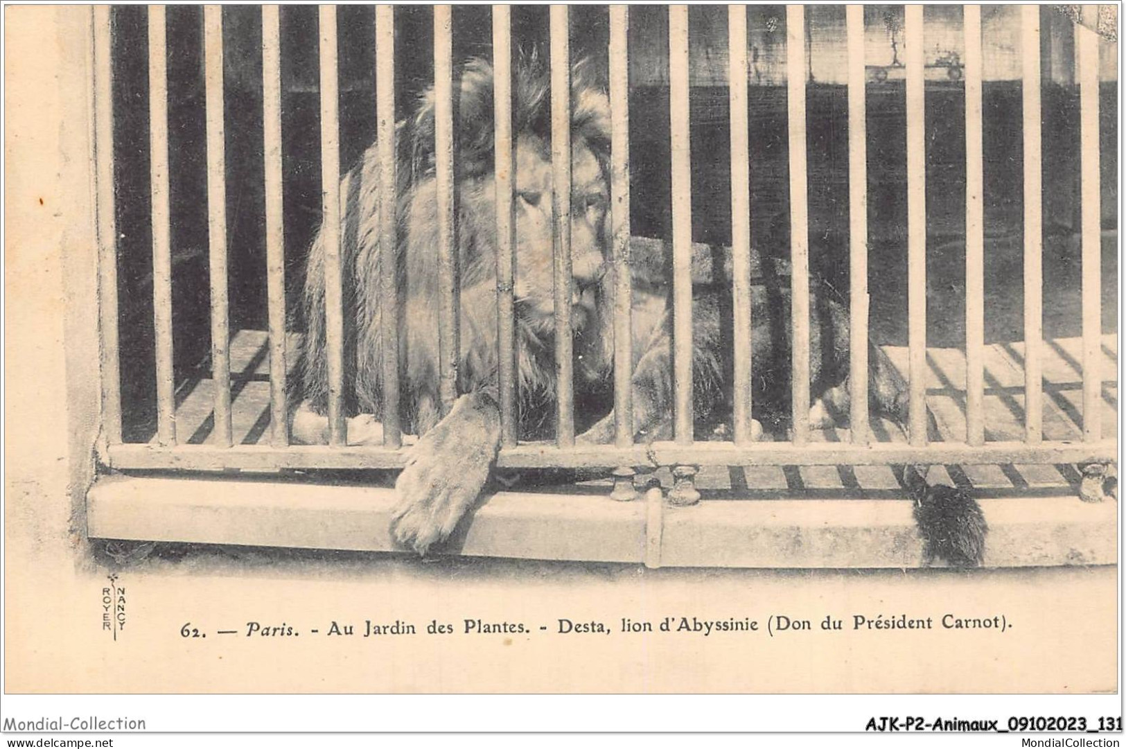 AJKP2-0179 - ANIMAUX - PARIS - AU JARDIN DES PLANTES - DESTA - LION D'ABYSSINIE - DON DU PRESIDENT CARNOT  - Leoni