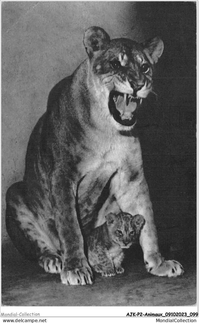 AJKP2-0163 - ANIMAUX - UNE LIONNE ET SON PETIT  - Lions