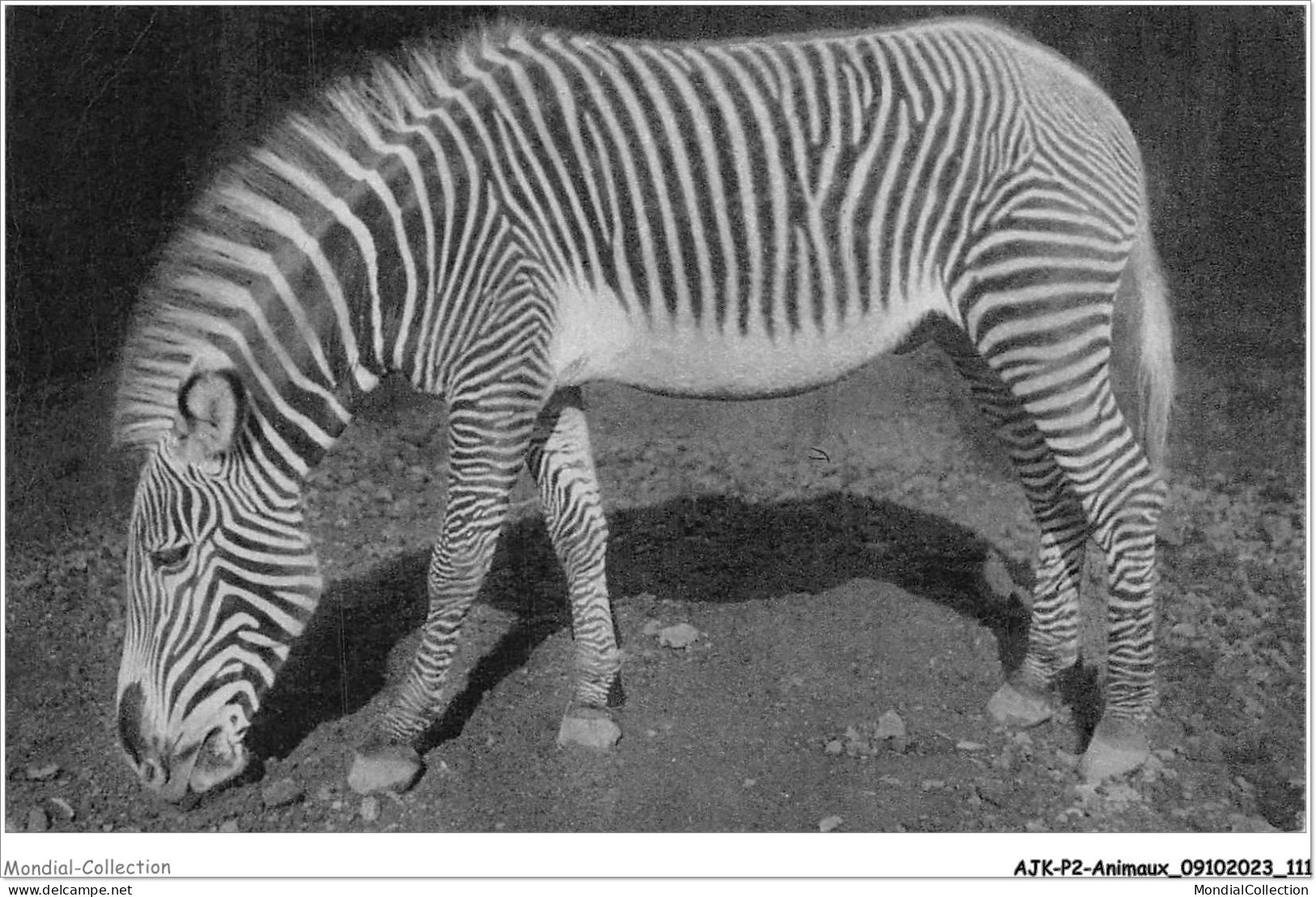 AJKP2-0169 - ANIMAUX - UN ZEBRE DE GREVY  - Zebra's