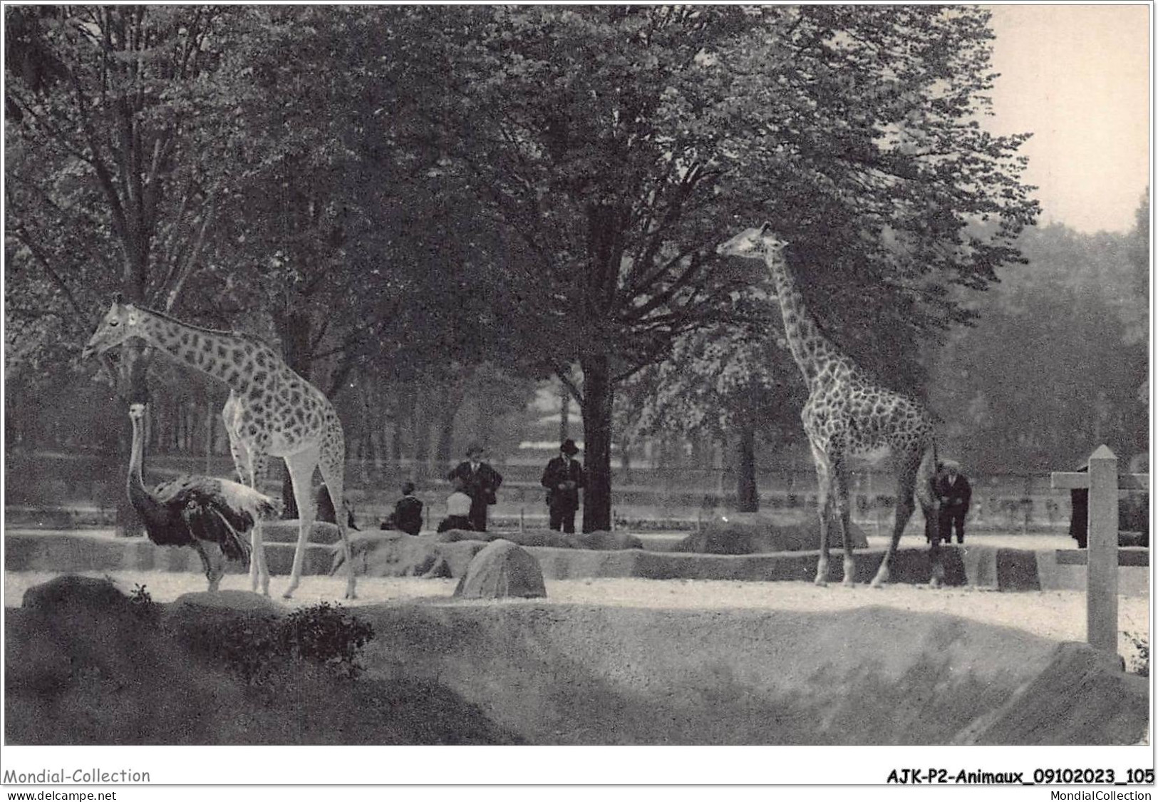 AJKP2-0166 - ANIMAUX - LES GIRAFES SUR LEUR PLATEAU  - Girafes