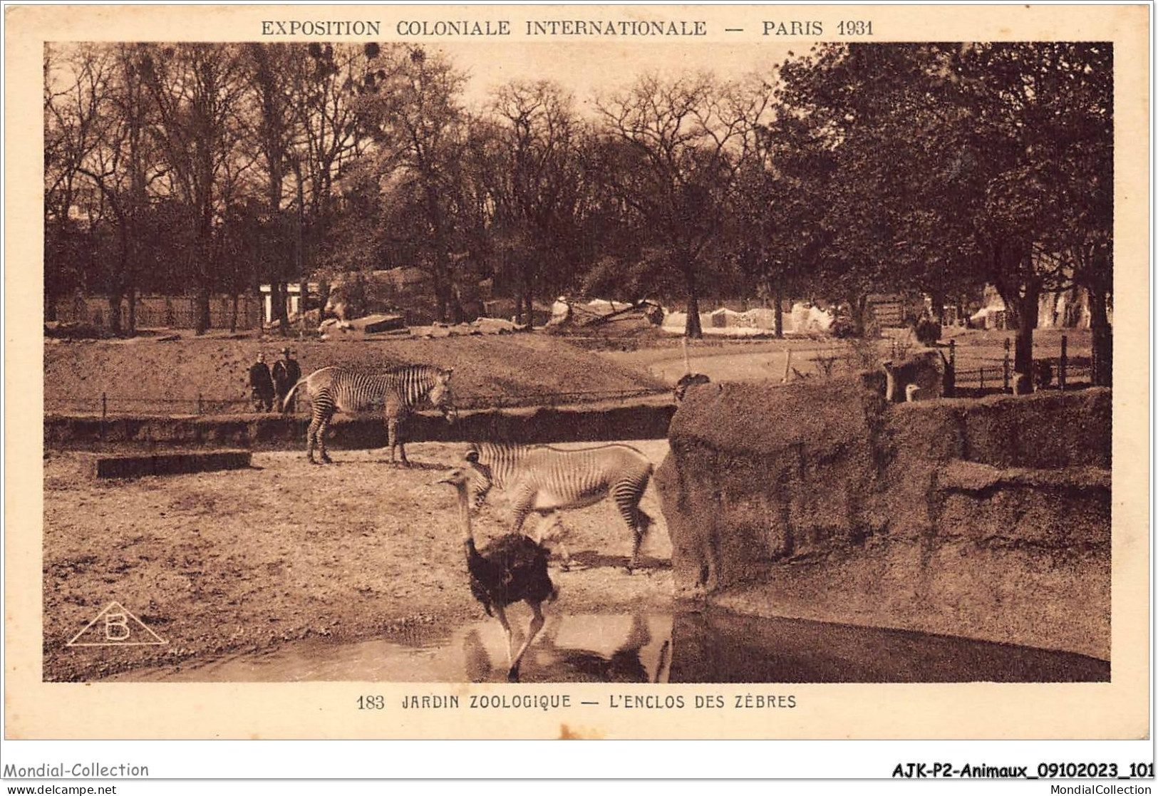 AJKP2-0164 - ANIMAUX - JARDIN ZOOLOGIQUE - L'ENCLOS DES ZEBRES  - Zebras