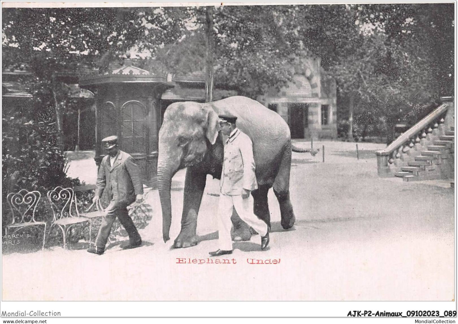 AJKP2-0158 - ANIMAUX - ELEPHANT - INDE  - Éléphants