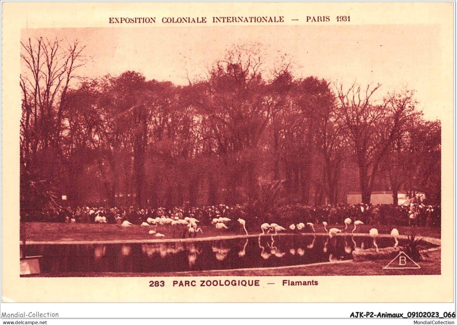 AJKP2-0147 - ANIMAUX - PARC ZOOLOGIQUE - FLAMANTS  - Leeuwen