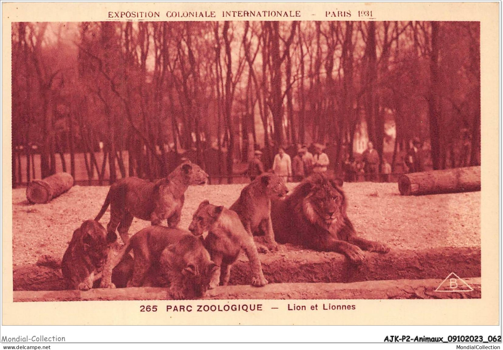 AJKP2-0145 - ANIMAUX - PARC ZOOLOGIQUE - LION ET LIONNES  - Löwen