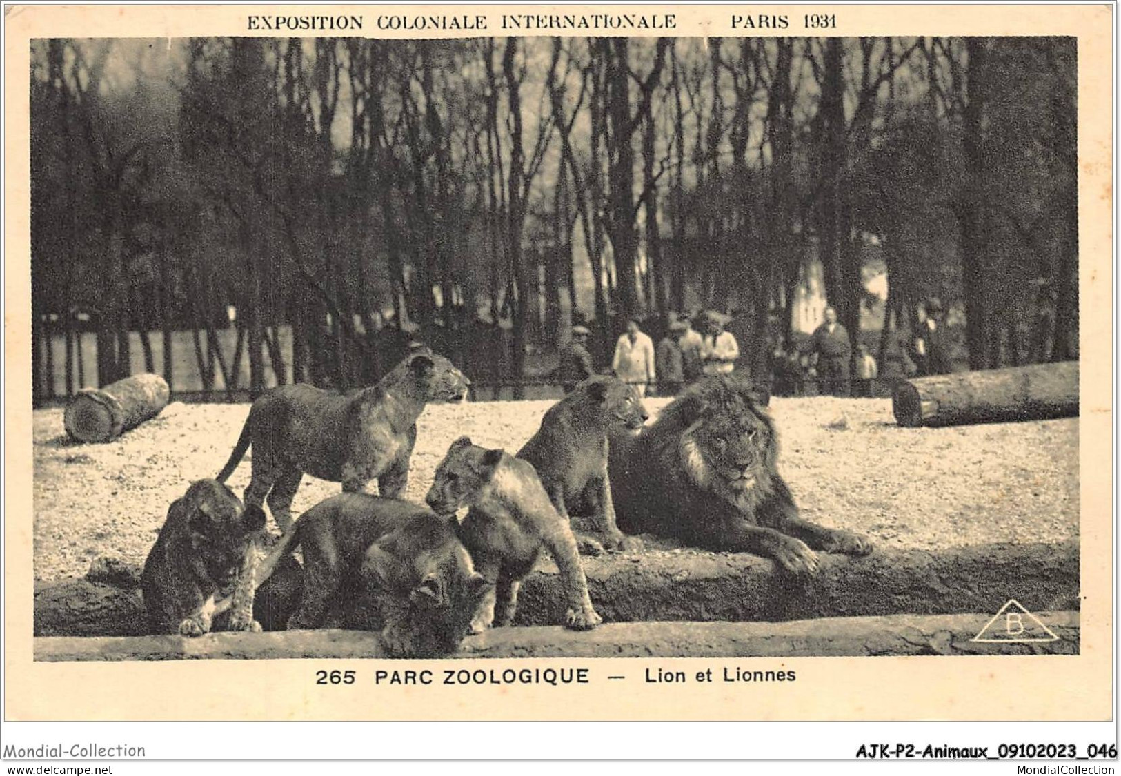 AJKP2-0137 - ANIMAUX - PARC ZOOLOGIQUE - LION ET LIONNES  - Löwen