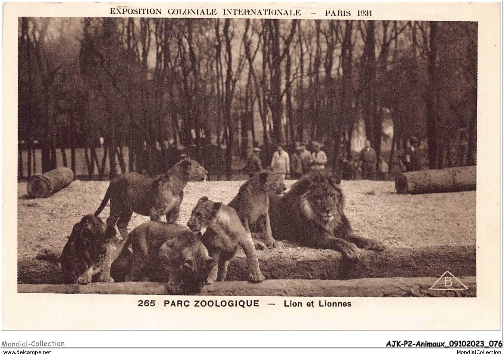 AJKP2-0152 - ANIMAUX - PARC ZOOLOGIQUE - LION ET LIONNES  - Leoni