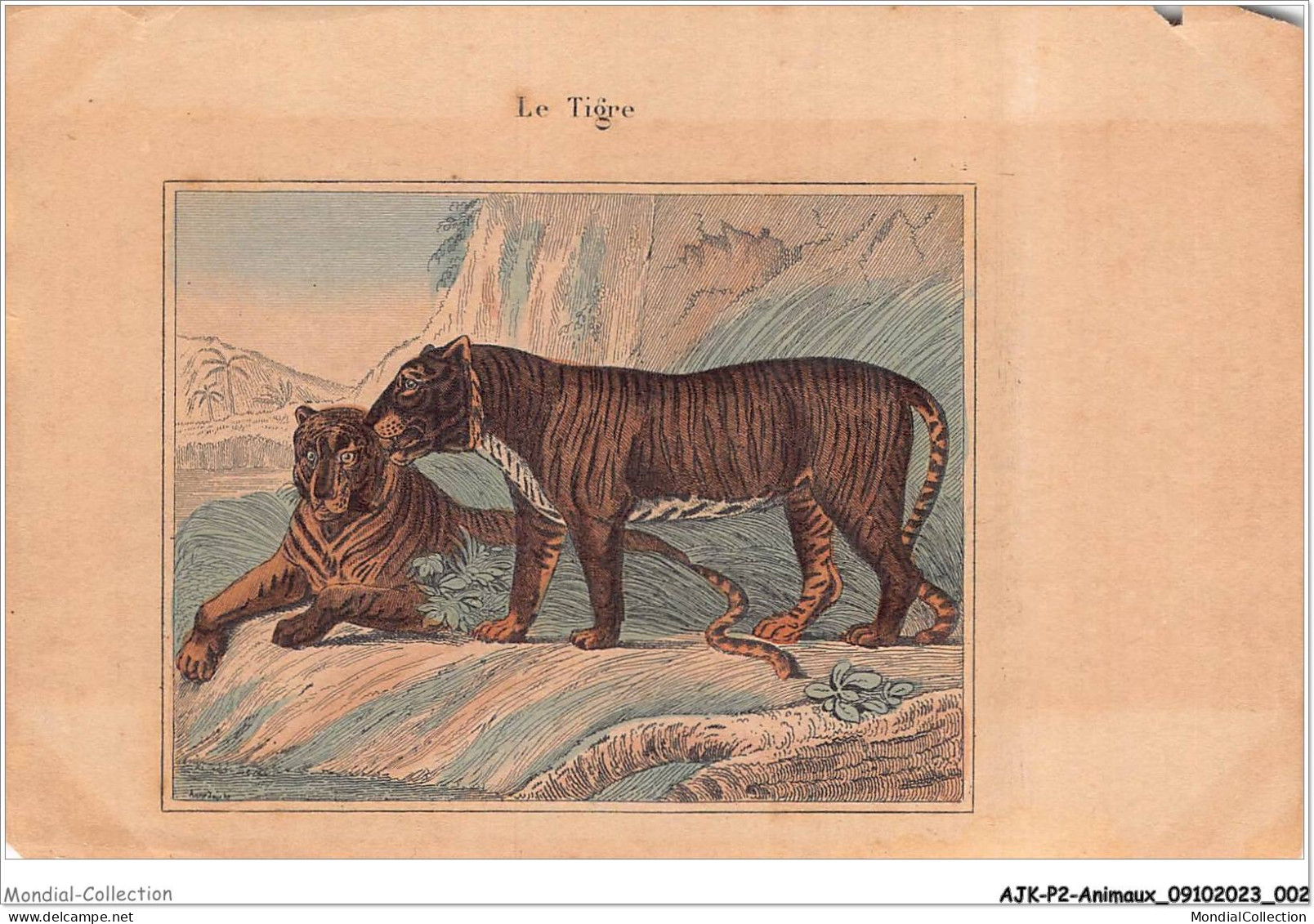 AJKP2-0115 - ANIMAUX - LE TIGRE  - Tigres