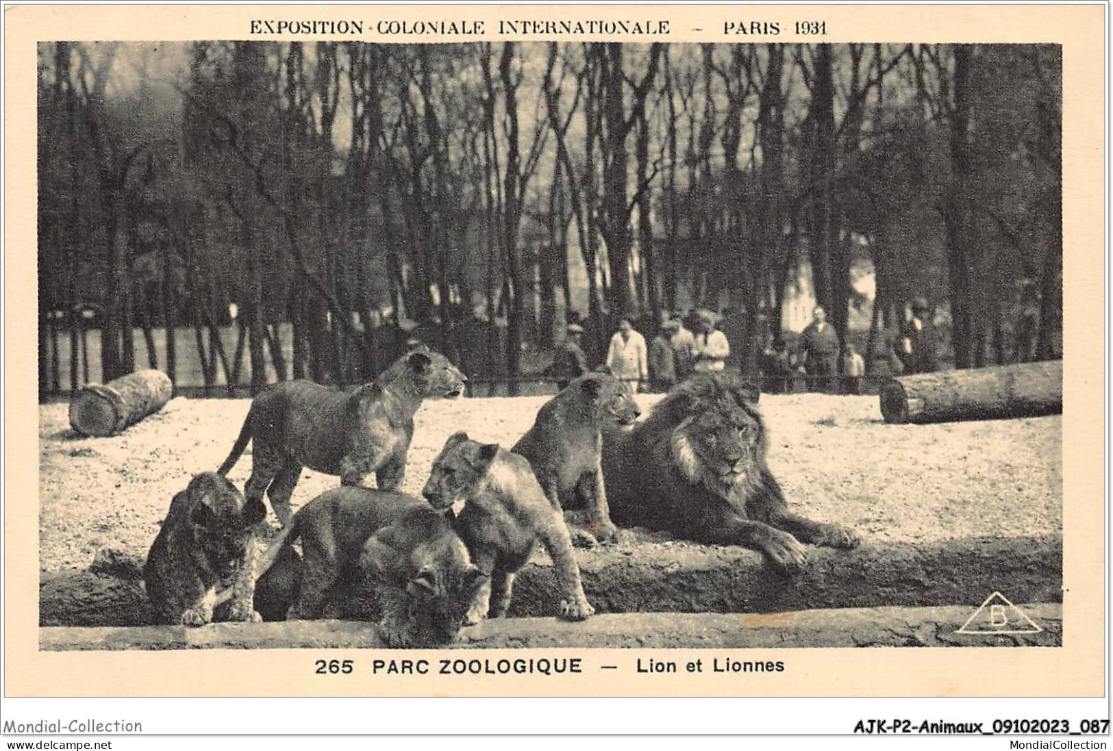 AJKP2-0157 - ANIMAUX - PARC ZOOLOGIQUE - LION ET LIONNES  - Lions