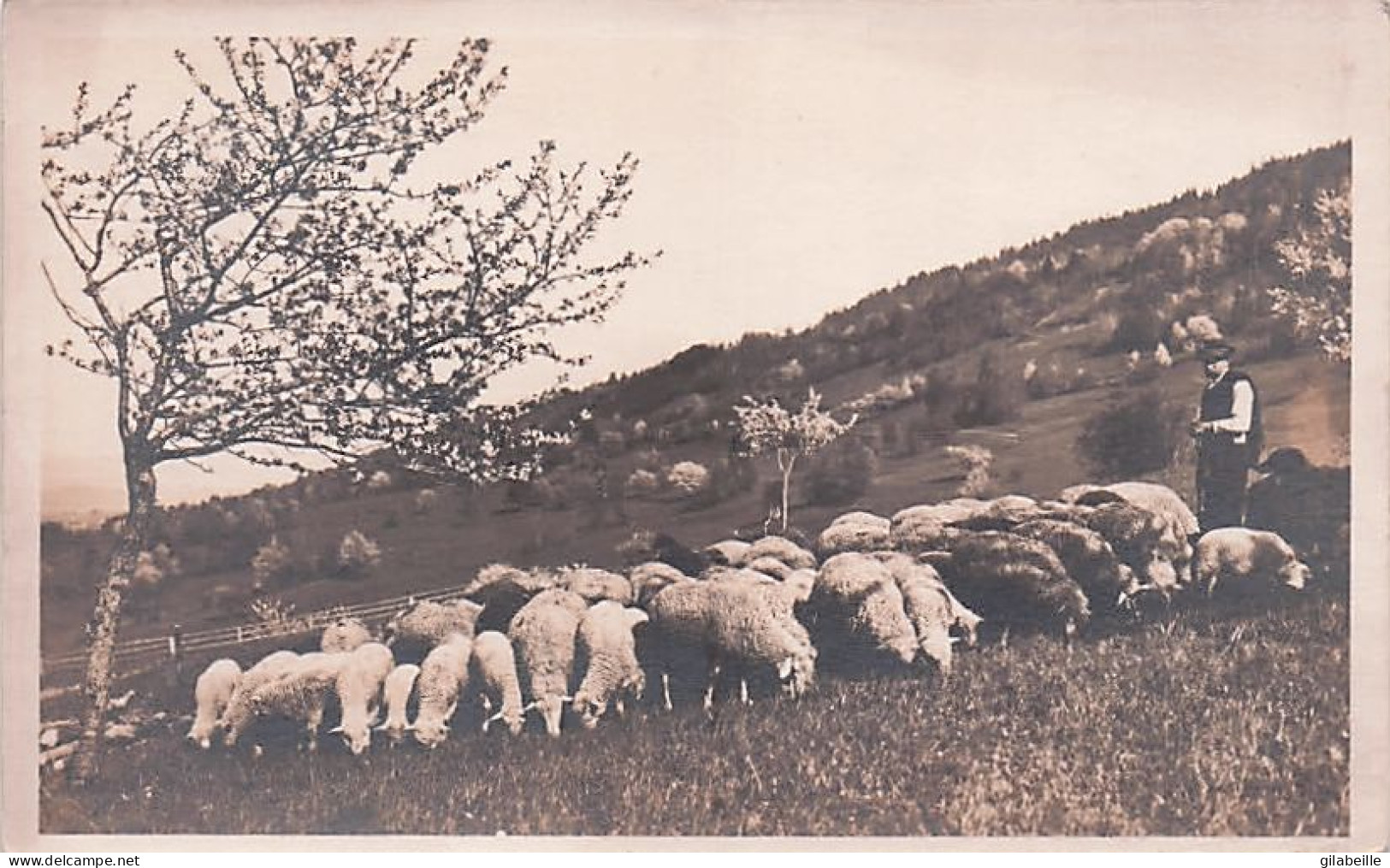 Agriculture - Weidende Schafherde - Troupeau De Mouton Au Paturage - Carte Photo - Crías