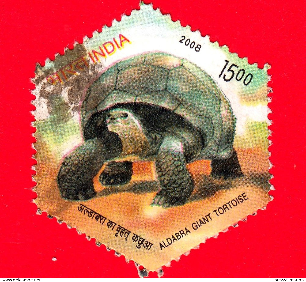 INDIA - Usato - 2008 - Tartaruga Gigante Di Aldabra - (Aldabrachelys Gigantea) - 15.00 - Used Stamps