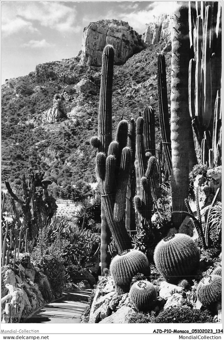 AJDP10-MONACO-1052 - MONTE-CARLO - Un Coin Des Jardins Exotiques  - Jardín Exótico