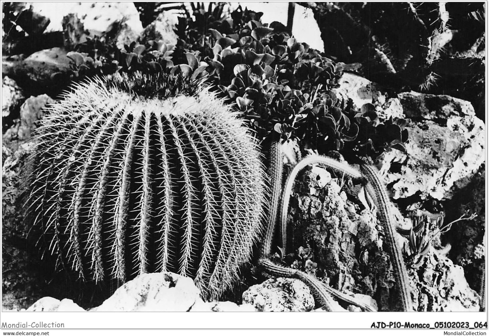 AJDP10-MONACO-1017 - Jardin Exotique De MONACO  - Exotische Tuin