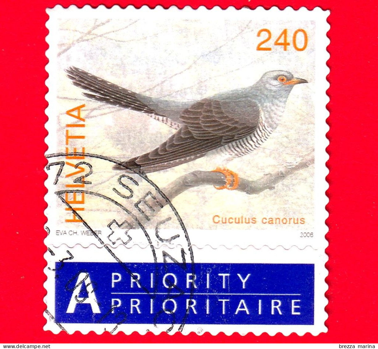 SVIZZERA - Usato - 2006 - Uccelli - Cuculo Comune - 240 - Gebraucht