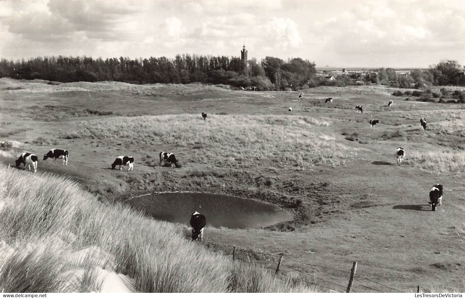 BELGIQUE - Anvers - Burgh - Vaches - Pré - Point D'eau - Carte Postale - Andere & Zonder Classificatie