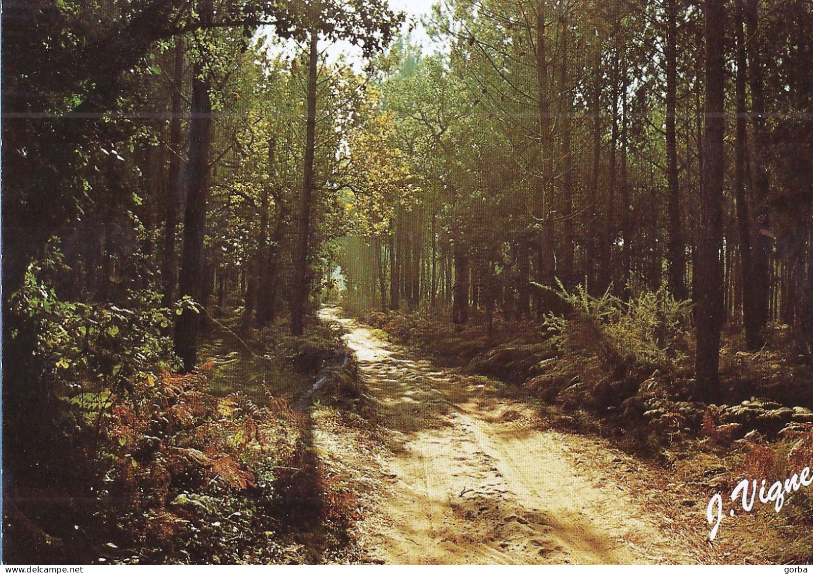 *CPM - Contre Jour En Forêt - Halt Gegen Das Licht/Durchscheink.