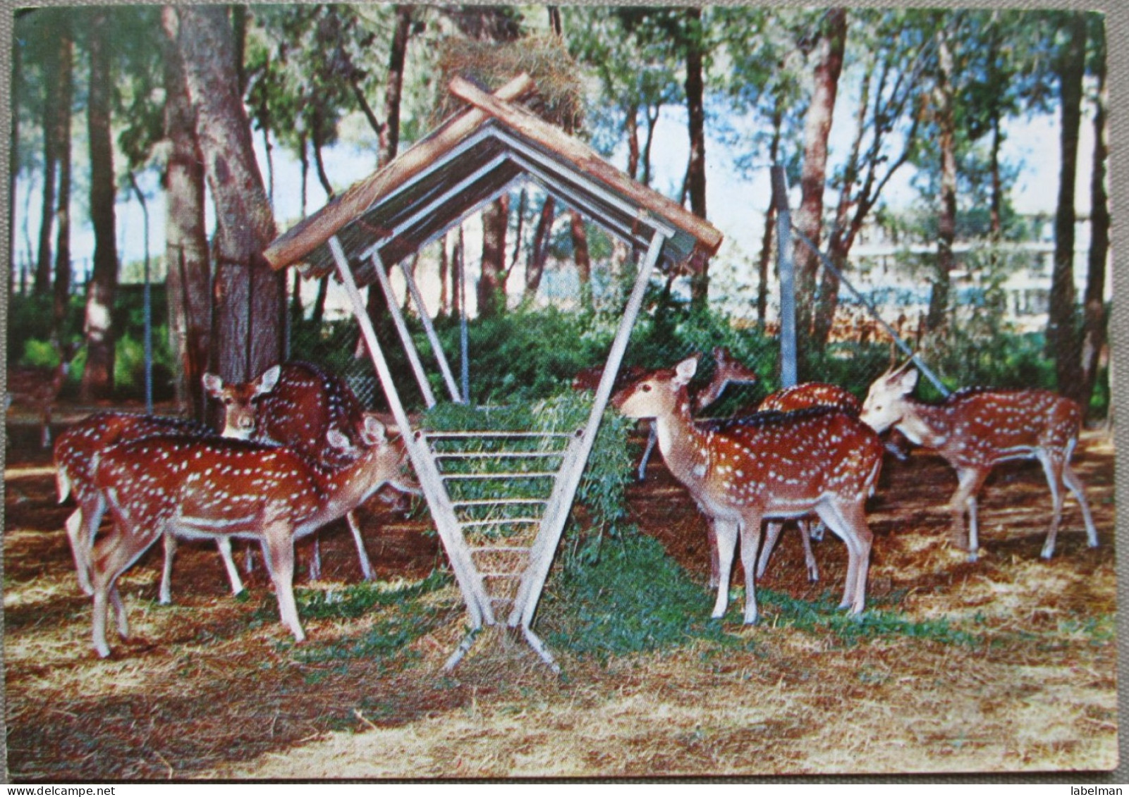 PETACH TIKVA TEL AVIV MUNICIPAL ZOO AXIS TOWN FOREST FAUNA CARTE POSTALE POSTCARD ISRAEL ANSICHTSKARTE CARD CARTOLINA - Israele