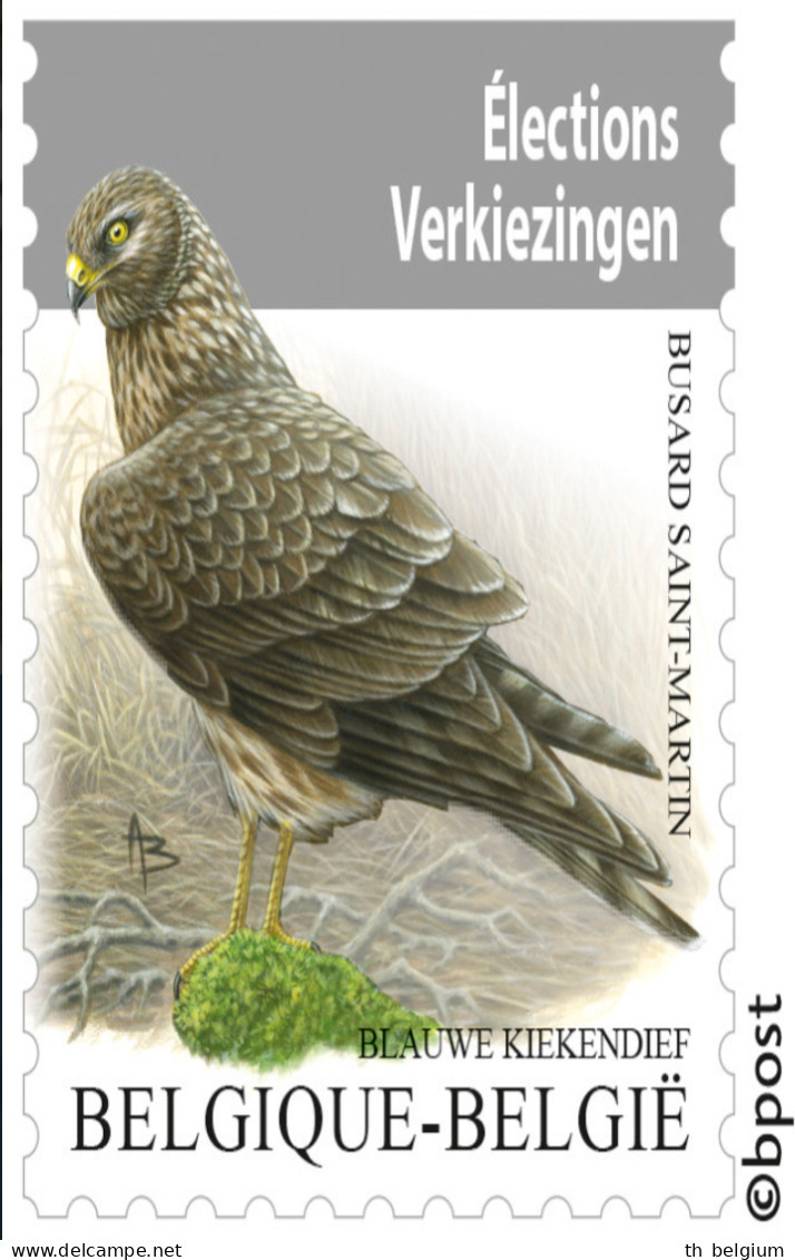 België Belgium 2024 - Dieren Vogels Buzin  Blauwe Kiekendief / Circus Cyaneus / Animals Birds Buzin - Hen Harrier - Ungebraucht