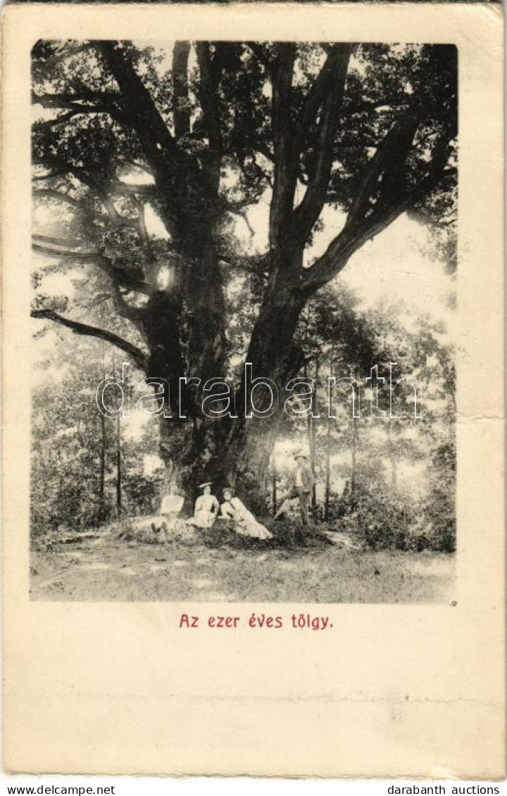 ** T2/T3 Bikszádfürdő, Baile Bicsad, Bixad; Stejarul De O Mie De Ani / Az Ezer éves Tölgy / 1000 Year Old Oak Tree (non  - Unclassified