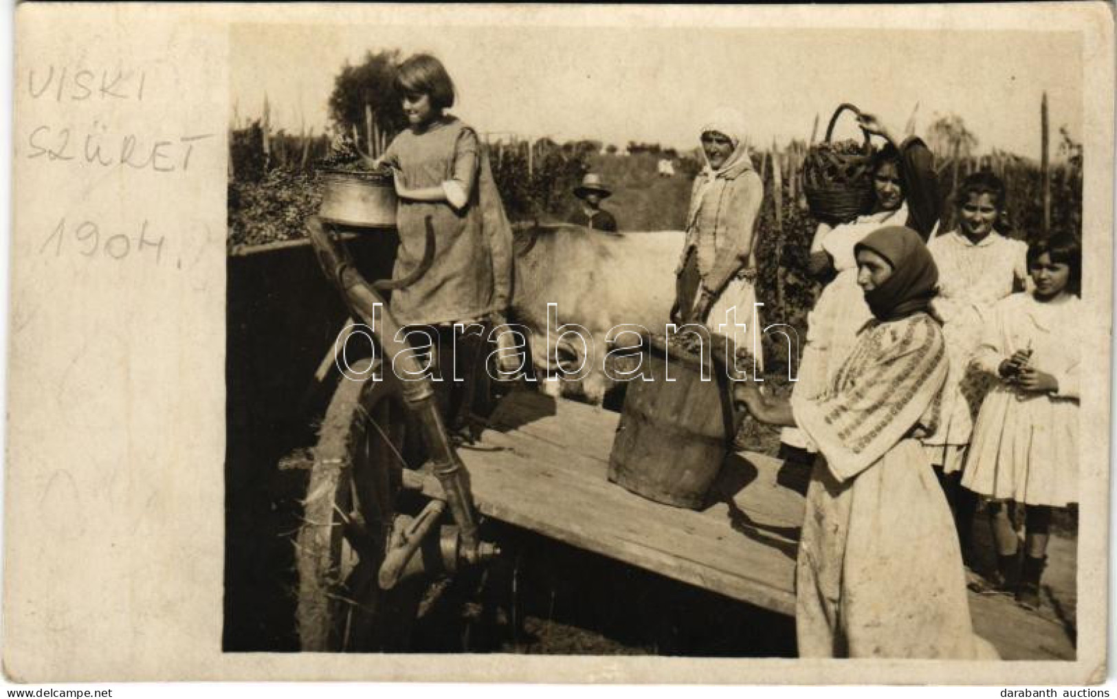 * T2/T3 1904 Visk, Várhegy-gyógyfürdő, Vyshkovo (Máramaros); Szőlő Szüret / Grape Harvest. Photo - Ohne Zuordnung