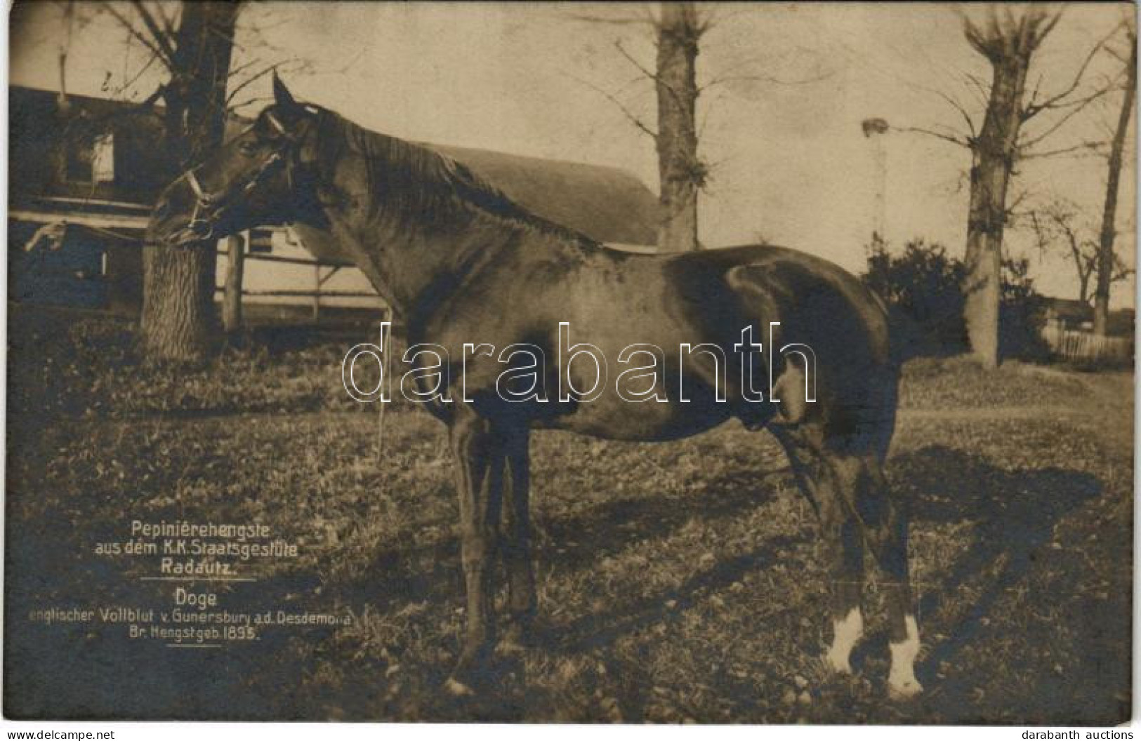 ** T2/T3 Radauti, Radóc, Radautz (Bukovina, Bucovina, Bukowina); Pepinierehengste Aus Dem K. K. Staatsgestüte. Doge Engl - Non Classificati