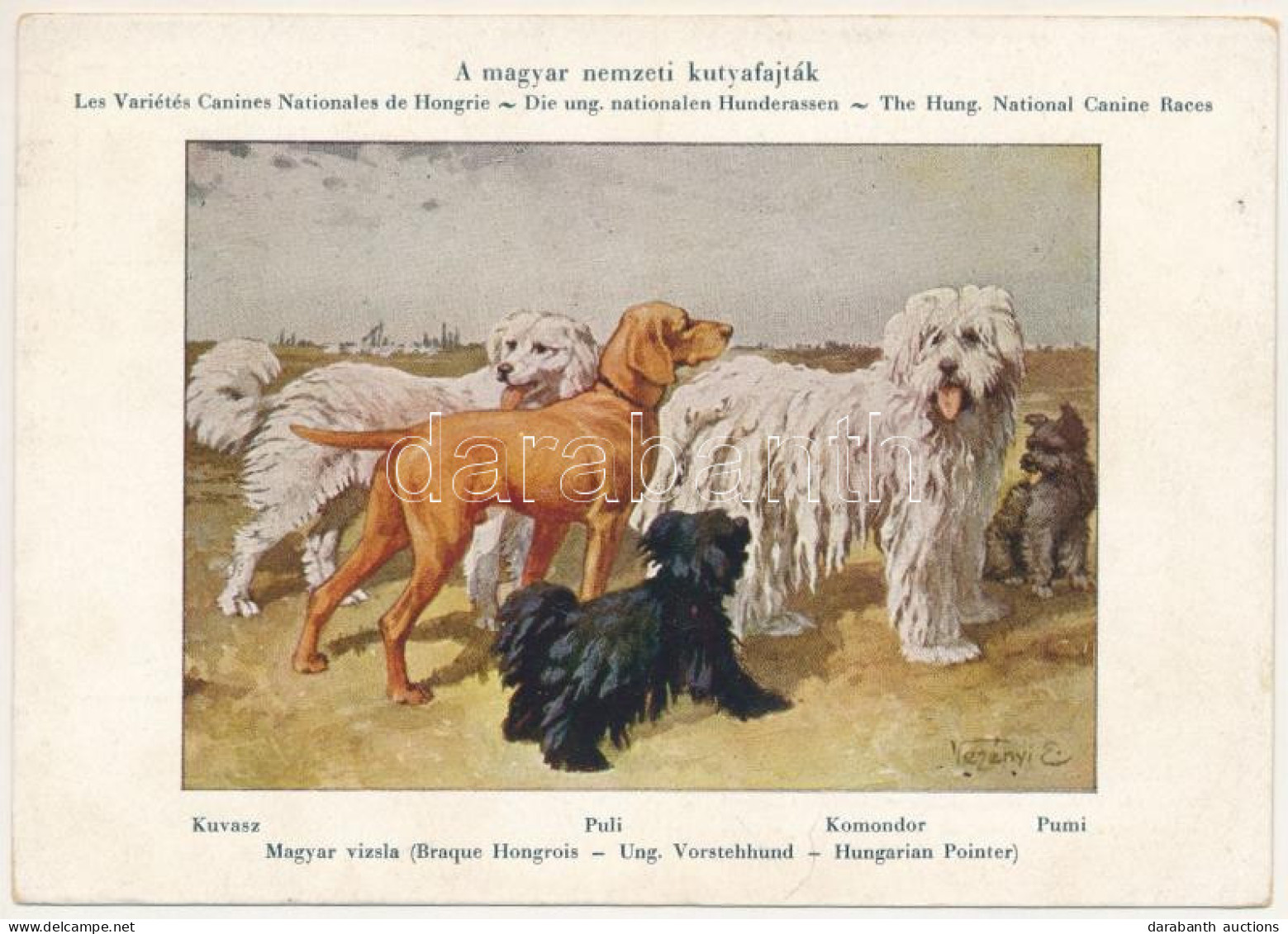 ** T2/T3 Magyar Nemzeti Kutyafajták. A Magyar Ebtenyésztők Országos Egyesületének Kiadása. Kuvasz, Magyar Vizsla, Puli,  - Ohne Zuordnung