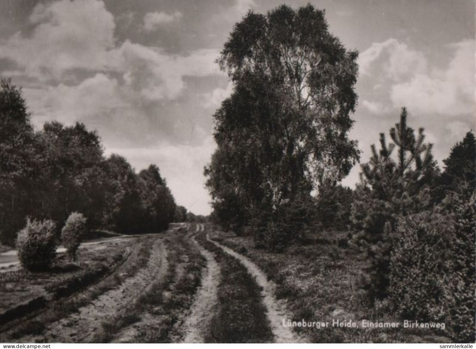 83545 - Lüneburger Heide - Einsamer Birkenweg - Ca. 1965 - Lüneburger Heide