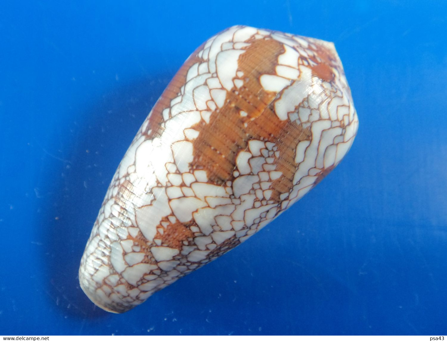 Conus Melbae Madagascar (Salary) 55,7mm F+++/GEM N5 - Conchas Y Caracoles