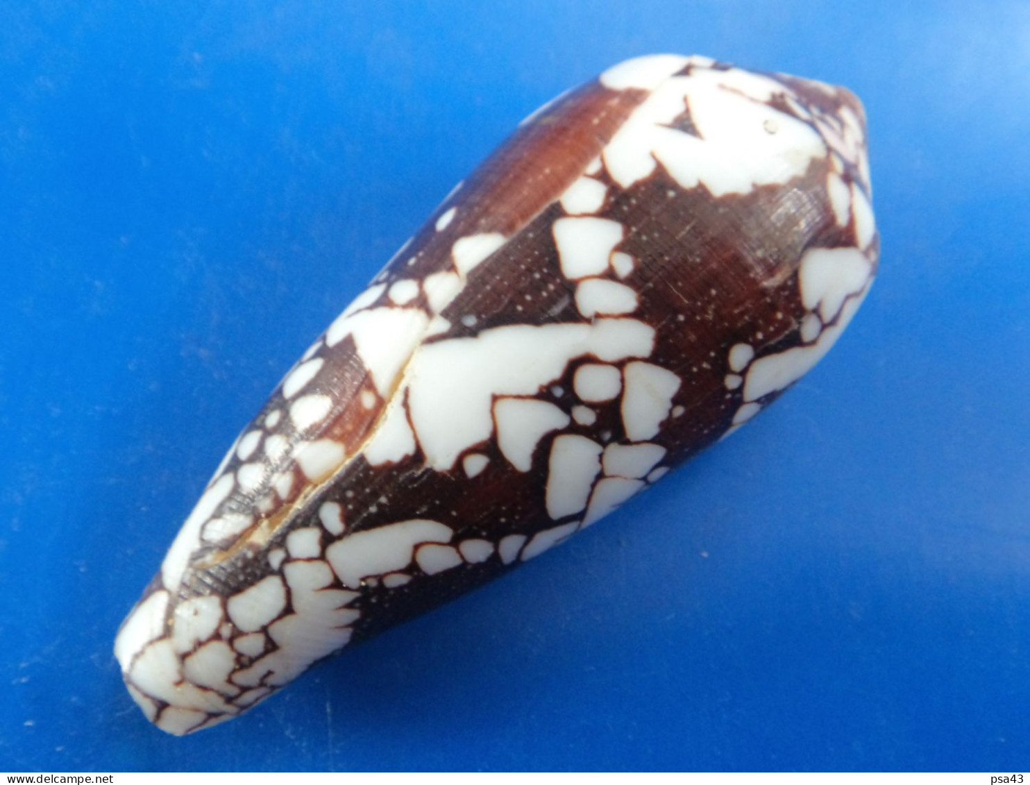 Conus Aulicus Madagascar 75,4mm  N2 - Seashells & Snail-shells