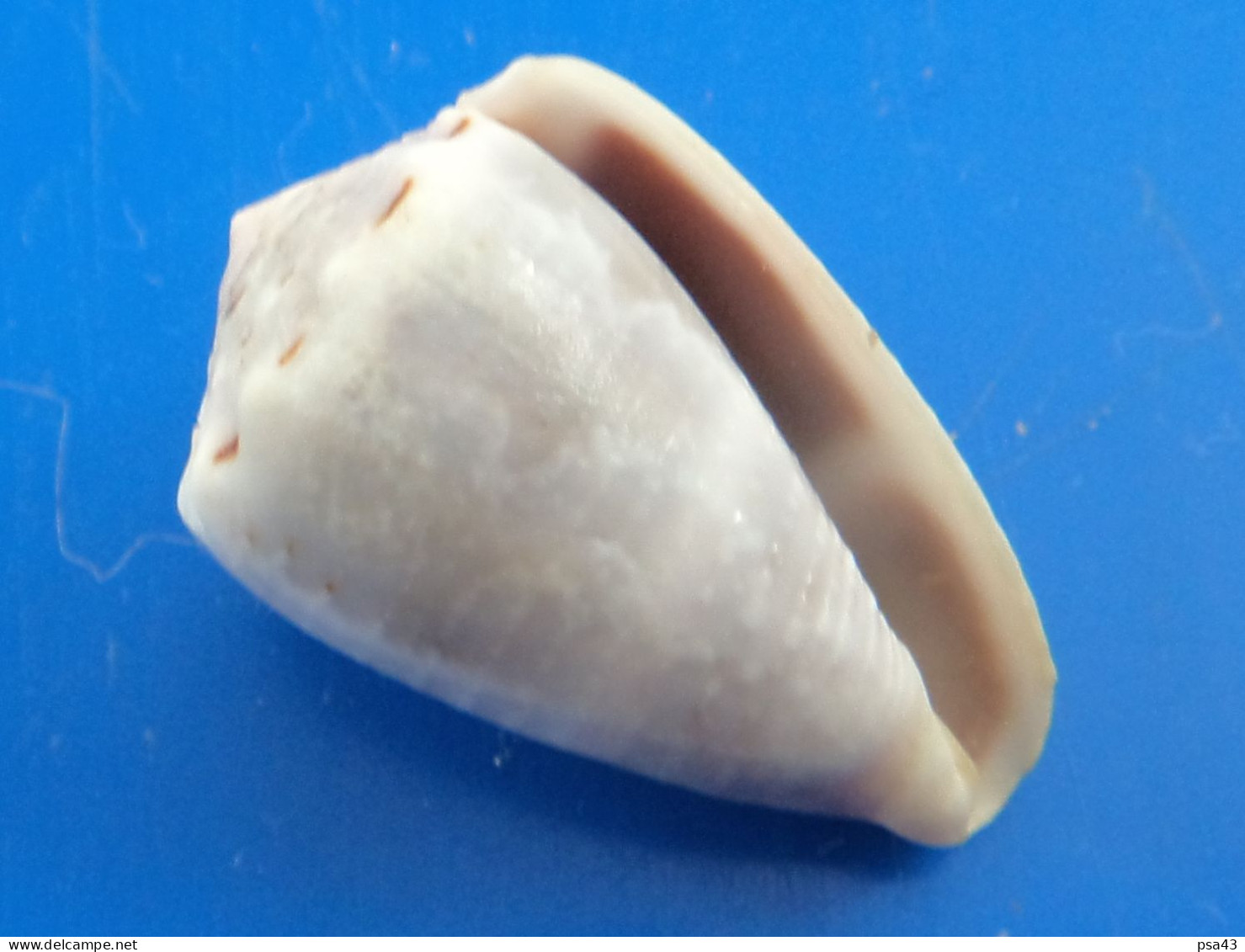 Conus Coronatus Philippines (Siargao) 25,9mm F+++ N5 - Seashells & Snail-shells