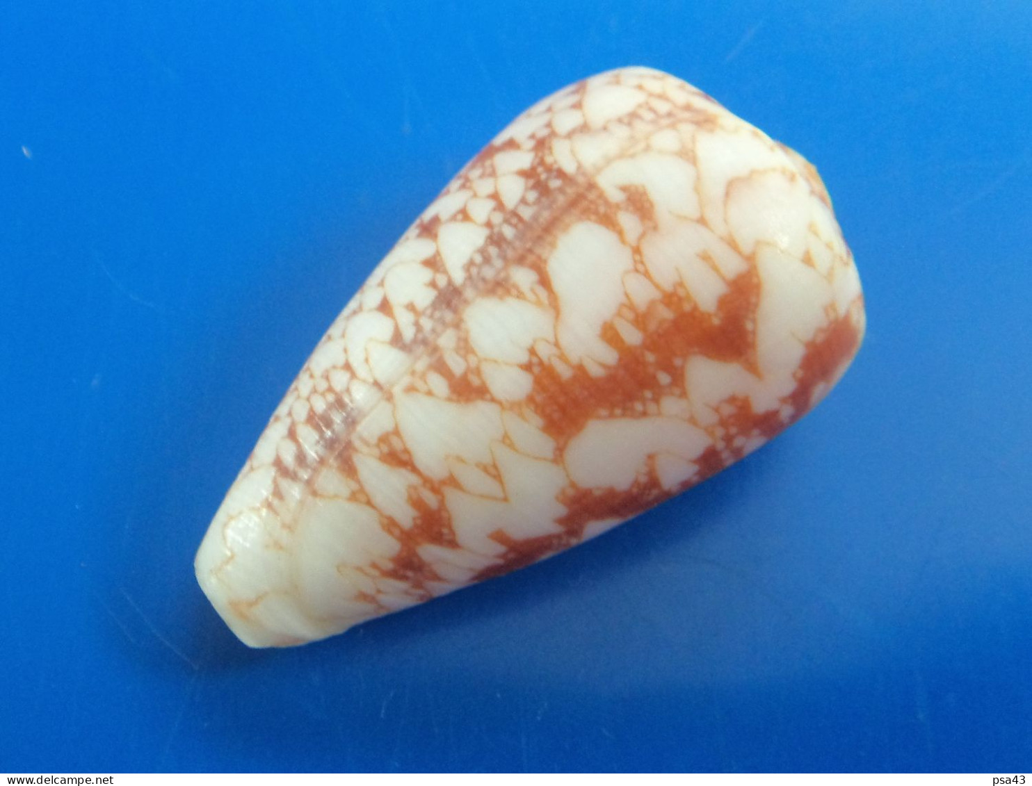 Conus Corbieri Madagascar 47mm F+++  Dessin Original N4 - Seashells & Snail-shells