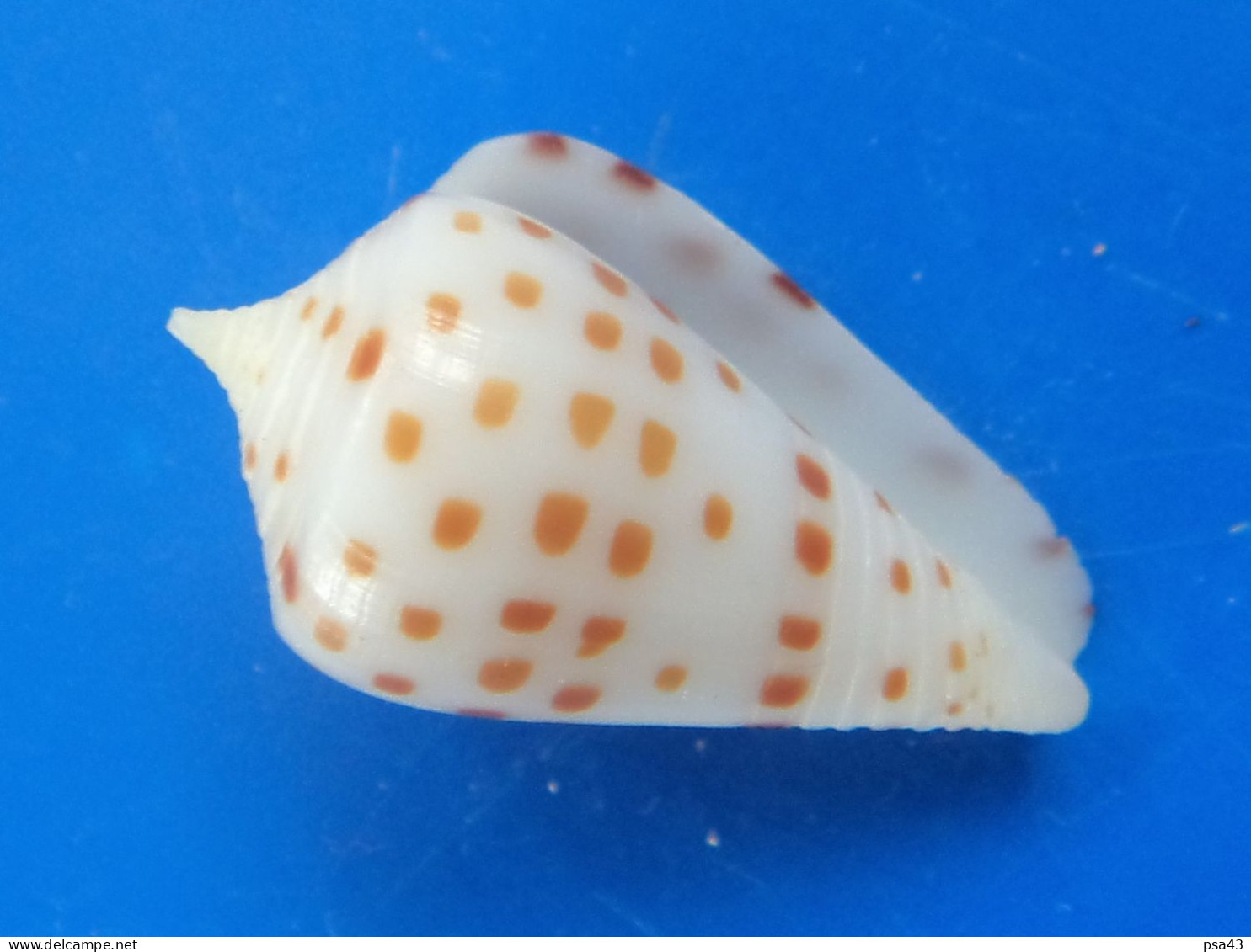 Conus Eburneus CRASSUS Nlle Calédonie 20,6mm GEM  RARE N1 - Conchiglie