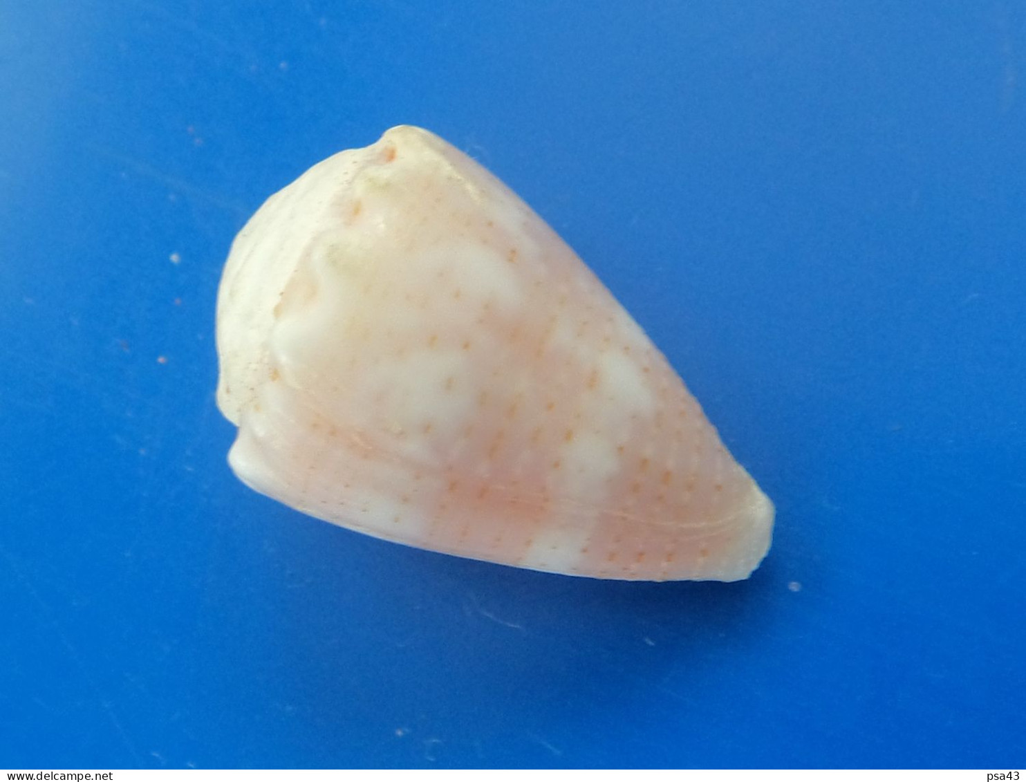 Conus Miliaris Océan Indien 21,7mm F+++ N5 - Muscheln & Schnecken