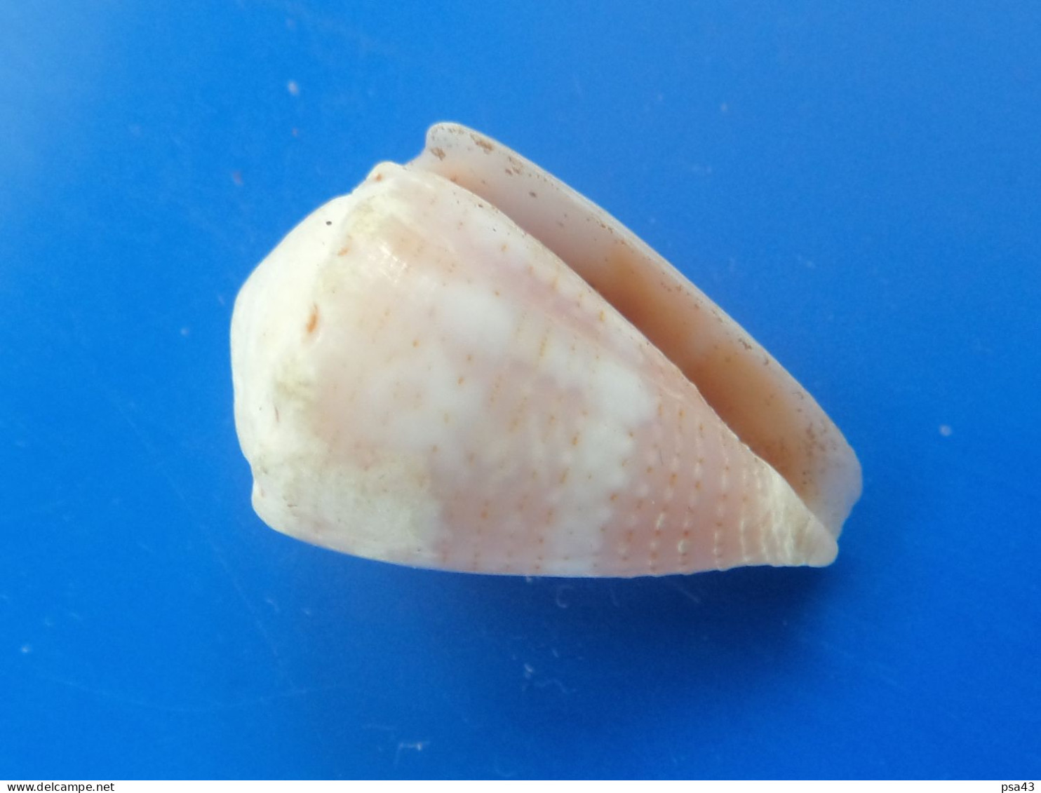 Conus Miliaris Océan Indien 21,7mm F+++ N5 - Schelpen