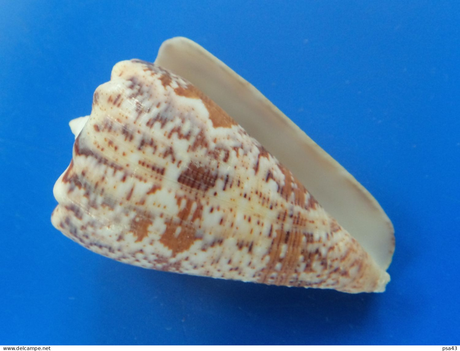 Conus Regius Citrinus   Trouvé Vivant Martinique (Le Prêcheur) 53,4mm N405 - Seashells & Snail-shells