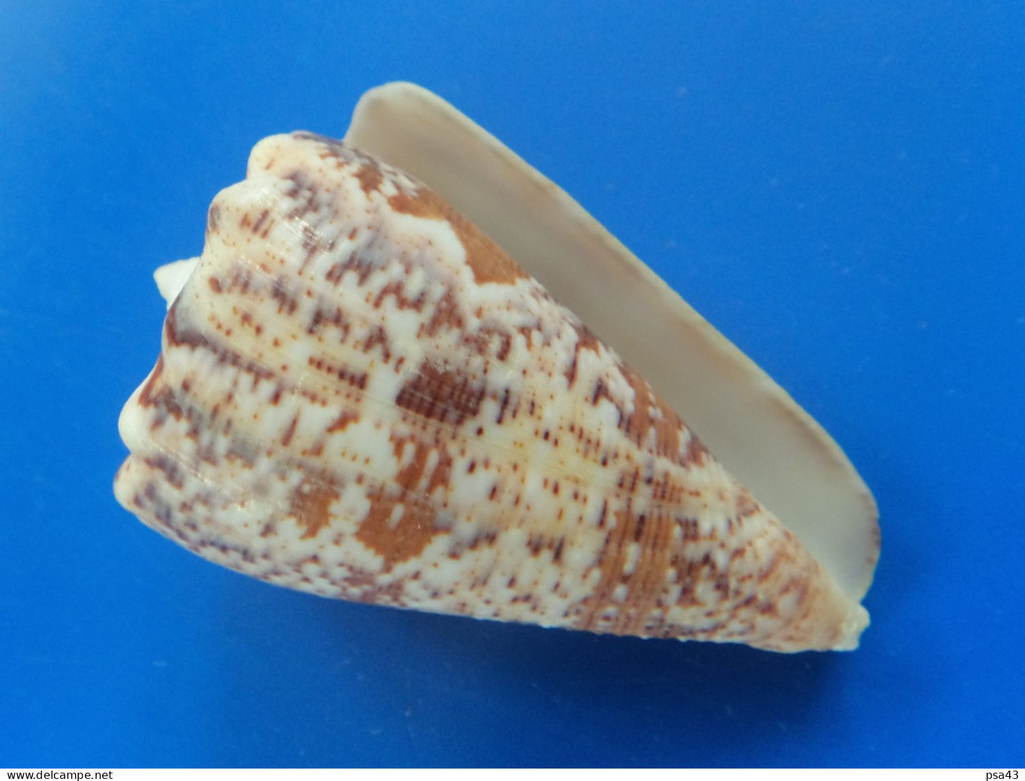 Conus Regius Citrinus   Trouvé Vivant Martinique (Le Prêcheur) 53,4mm N405 - Muscheln & Schnecken