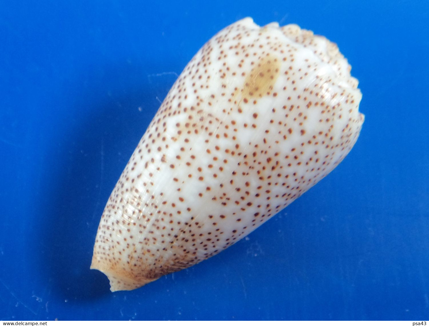 Conus Arenatus Mer Rouge 48,3mm F+++/GEM N2 - Seashells & Snail-shells