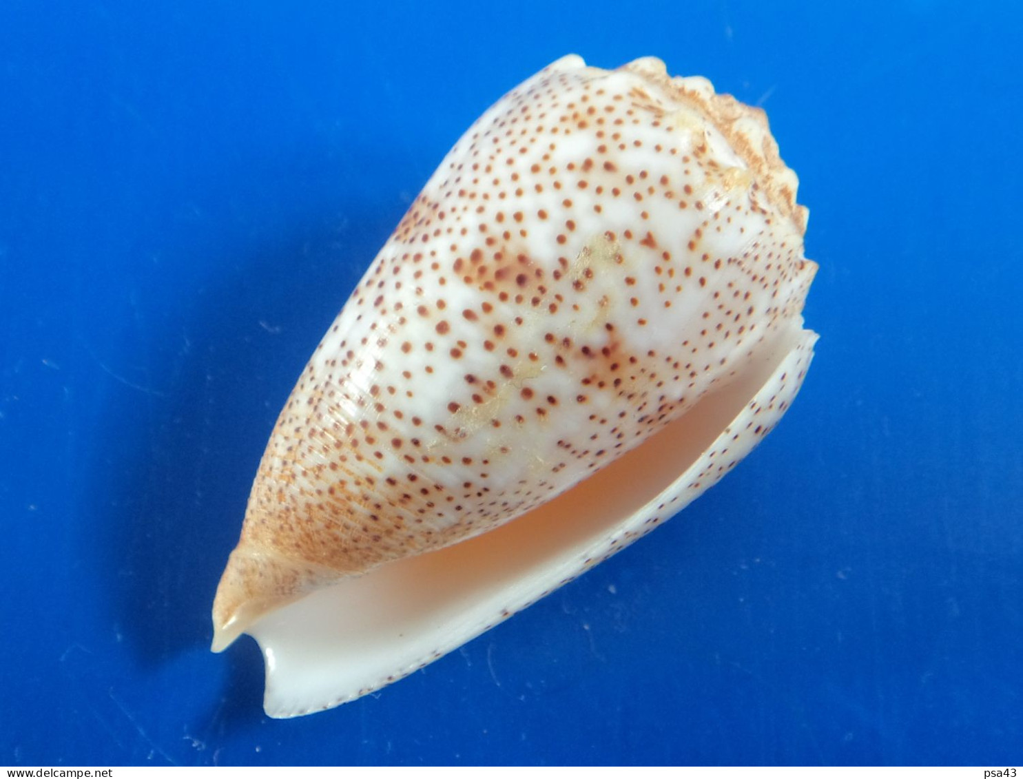 Conus Arenatus Mer Rouge 48,3mm F+++/GEM N2 - Schelpen