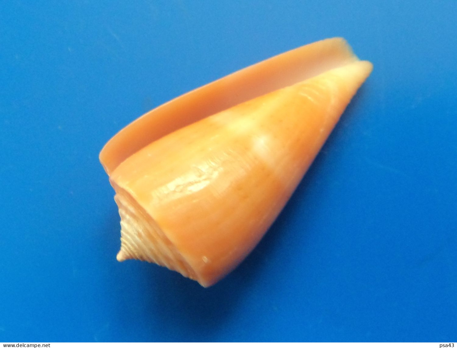 Conus Daucus Trouvé Vivant Martinique (Le Prêcheur) 15mm F+++ N27 - Seashells & Snail-shells