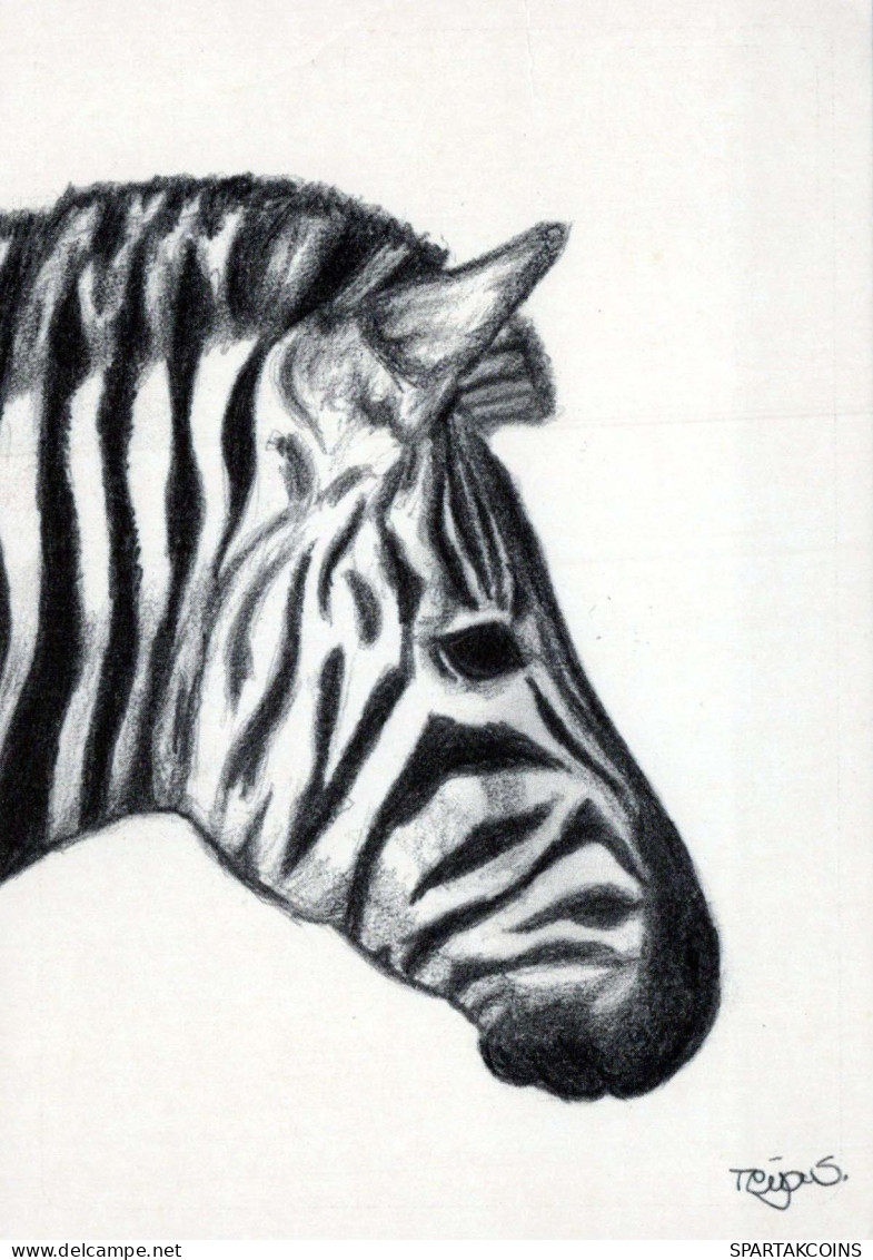 ZEBRA Tier Vintage Ansichtskarte Postkarte CPSM #PBR916.DE - Zebras