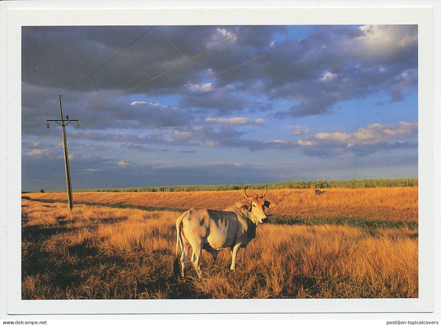 Postal Stationery Cuba Cow - Electricity Pole - Ferme