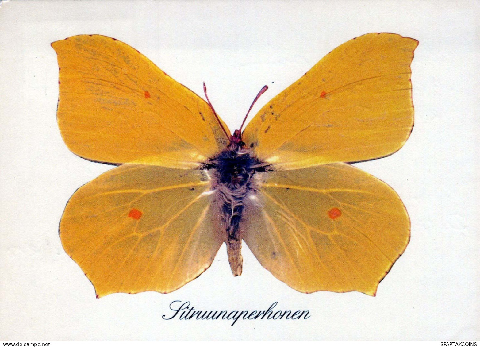 PAPILLONS Animaux Vintage Carte Postale CPSM #PBS438.FR - Butterflies