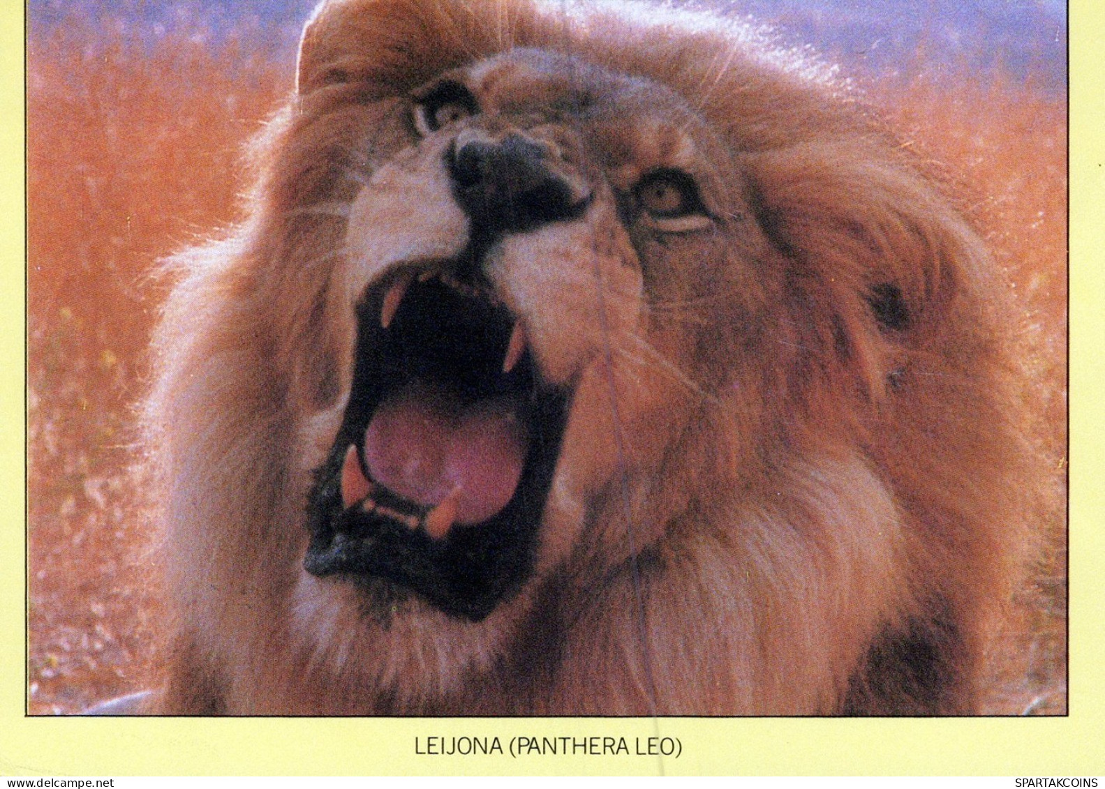 LION BIG CAT Animals Vintage Postcard CPSM #PAM014.GB - Leones