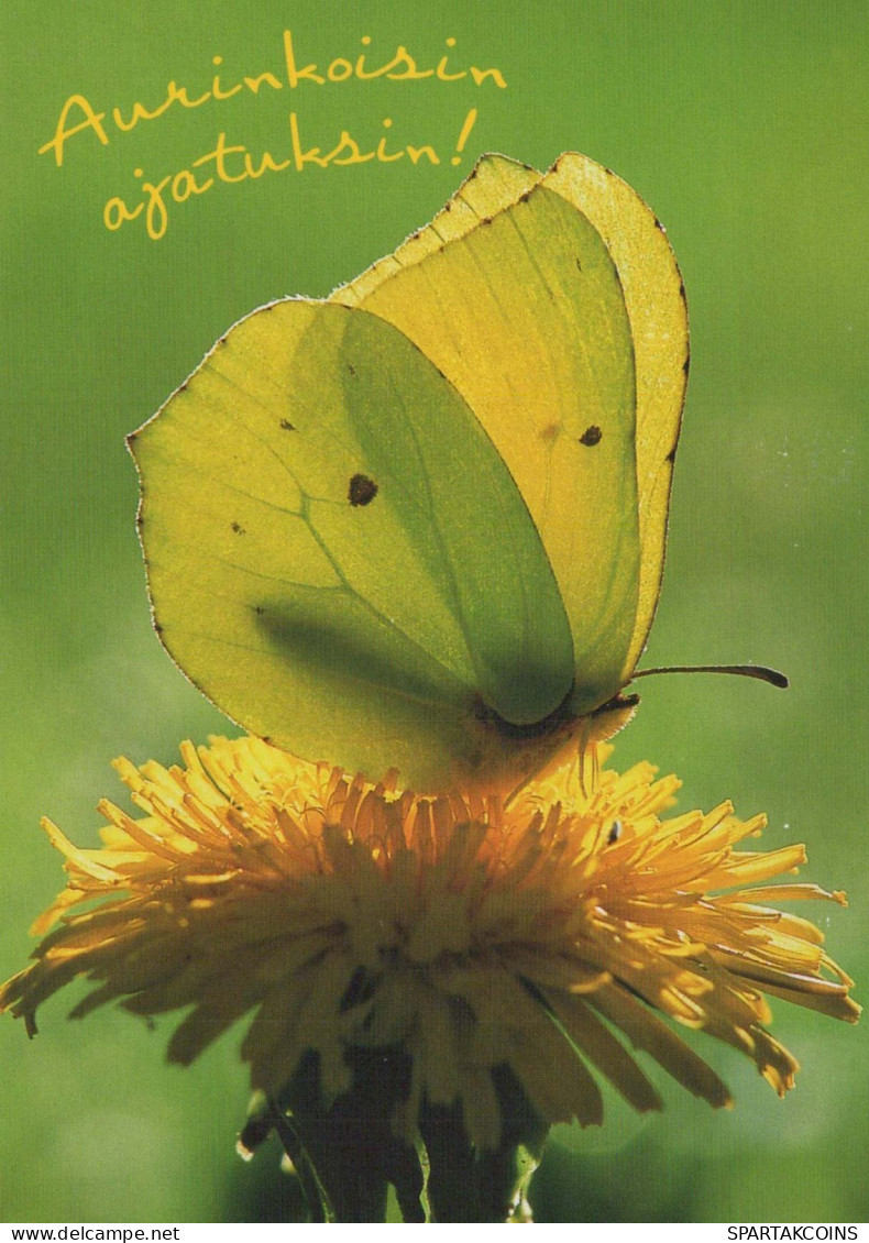 FARFALLA Animale Vintage Cartolina CPSM #PBS440.IT - Mariposas