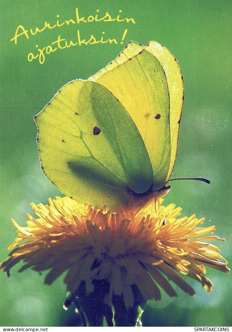 FARFALLA Animale Vintage Cartolina CPSM #PBS440.IT - Butterflies