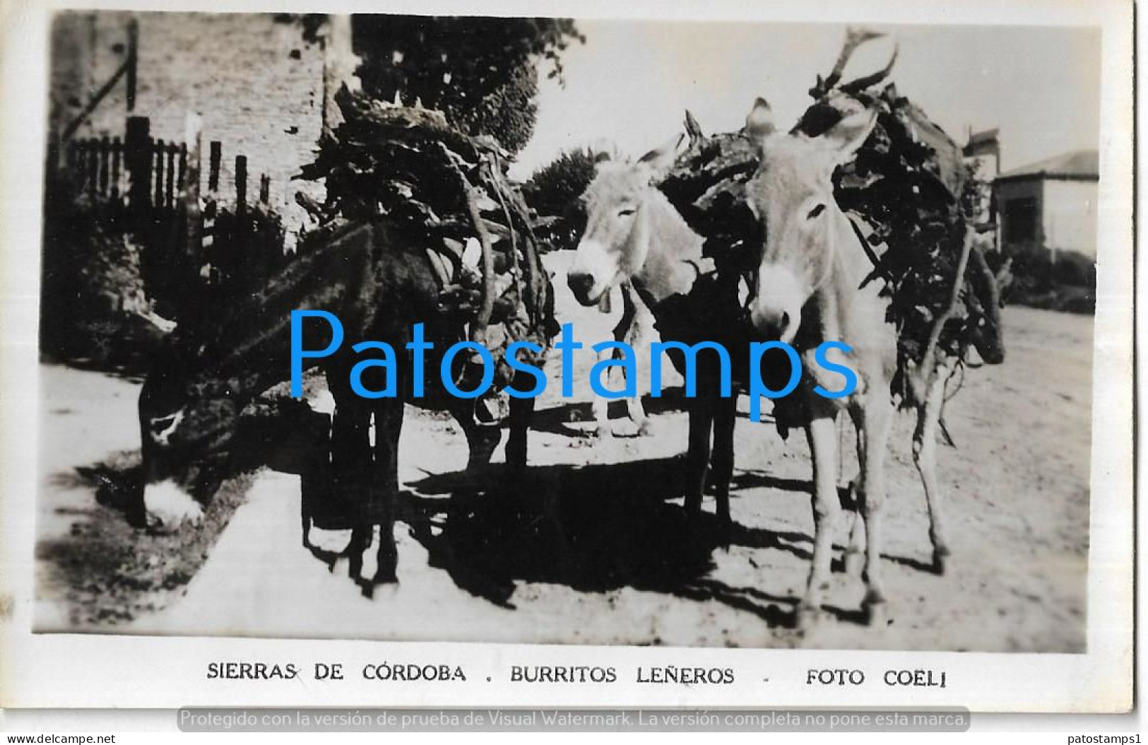 226696 ARGENTINA CORDOBA ANIMALES BURRITOS LEÑEROS DONKEY POSTAL POSTCARD - Argentinien