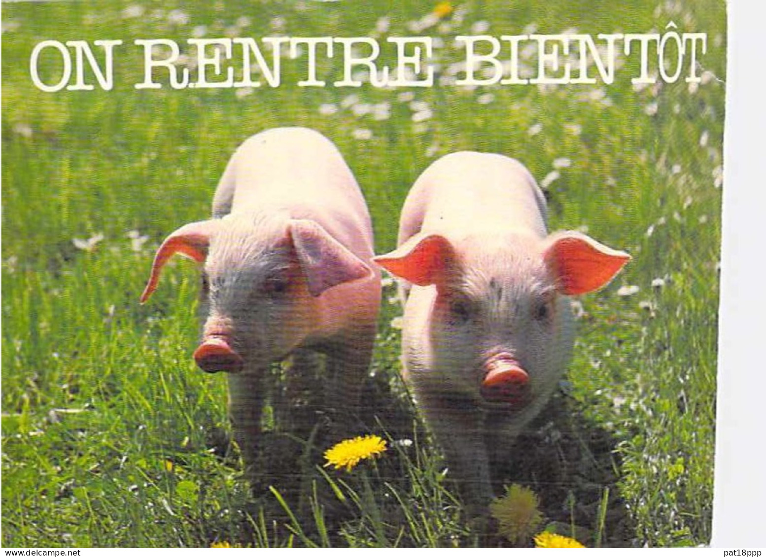 Bon LOT de 30 cartes GF AGRICULTURE Elevage - ANIMAUX de la FERME :dont 20 dentelées Chevaux Anes Vaches Moutons ...